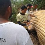 Un mamífero, el más gigante de la Tierra, aparece muerto en Brasil ballena muerta