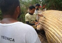 ballena muerta