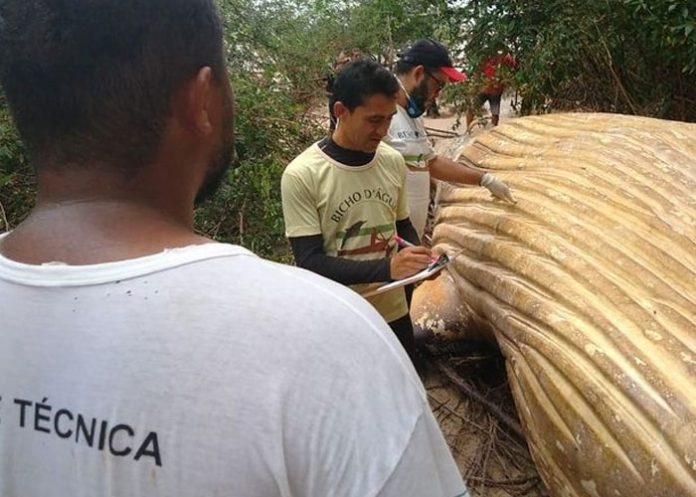 ballena muerta