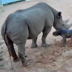 Nace cría de rinoceronte negro, especie en peligro de extinción australia