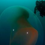 Noruega: Extrañas esferas gelatinosas contienen embriones de calamar noruega