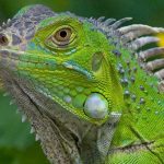 Islas Caimán tienen como meta acabar con un millón de Iguanas Verdes islas caiman