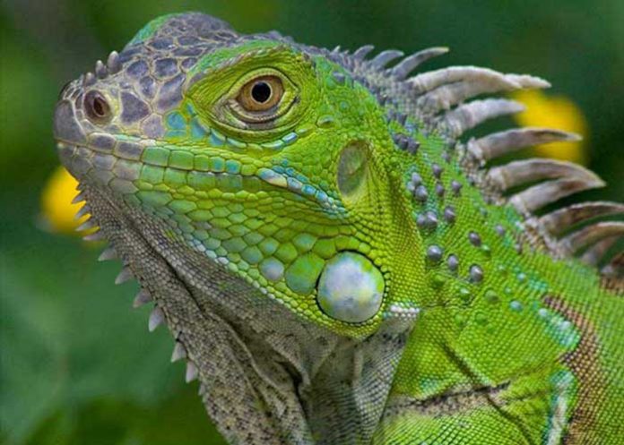 islas caiman