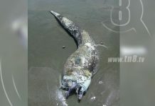 Mitológico pez que advierte desastres naturales fue hallado en Rivas nicaragua