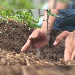 movimiento ambientalista