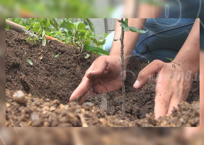 2_Zvfv7Qx movimiento ambientalista