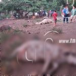 Camión mata 6 vacas y 4 resultan lesionadas en Tipitapa nicaragua