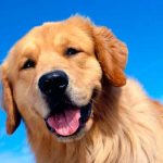 UNAM asegura que lo perros sí pueden sonreír unam