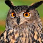 Estudios revelan un rasgo inusual de los búhos estudio