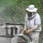 Producción de miel: emprendimiento natural de la isla de Ometepe nicaragua