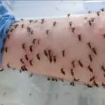 Un científico deja que miles de mosquitos lo piquen, ¿por qué? dengue