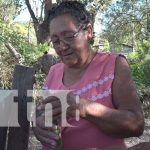 Rivas: Mujer emprende negocio sobre crianza de iguanas y garrobos nicaragua