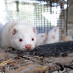 Los visones, en el punto de mira de la lucha contra el coronavirus salud