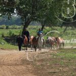 «El Sucio» preso por intentar feriar 15 animales que no eran suyos nicaragua