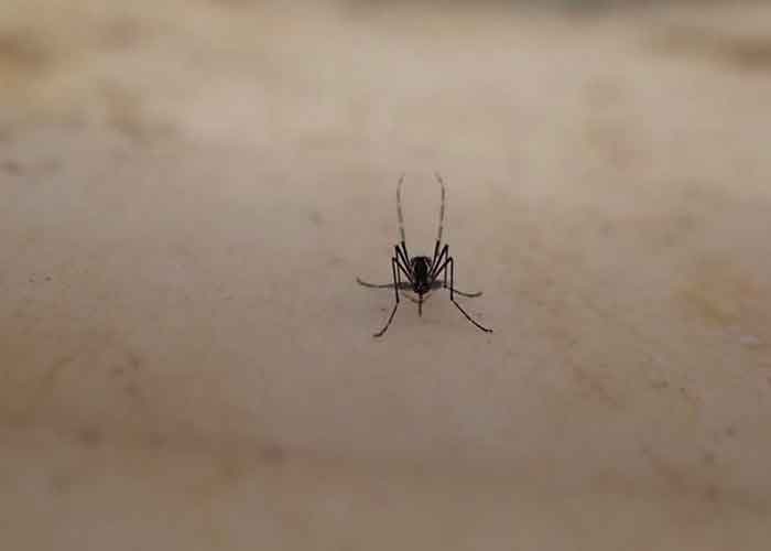 37-dengue-cayos-de-florida estados unidos