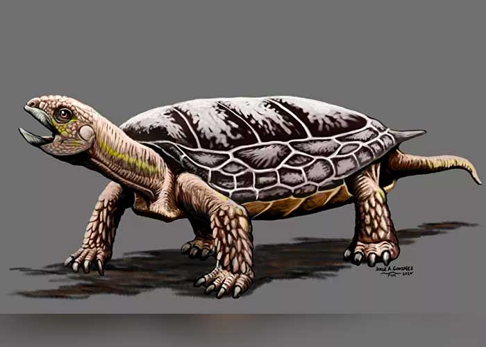 3_5Tq2la6 caracteristicas