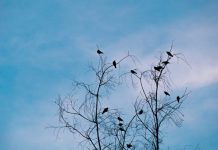 Evolución de las aves después de la extinción de los dinosaurios meteoritos