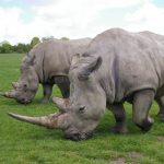 Así podrían recuperar al casi extinto rinoceronte blanco rinoceronte blanco