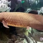 El genoma del pez pulmonado esclarece la conquista del medio terrestre ciencia