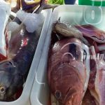 Comercializadores de pescado celebran cuatro años en la Feria del Mar nicaragua