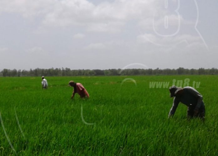 3_egPUcCj Timal Tipitapa