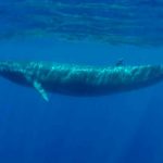 Descubren una población desconocida de ballenas azules cerca de Madagascar ciencia