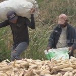 Buenas expectativas con resultados de postrera de ciclo 2018-2019 nicaragua