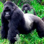 Descubren que los gorilas se golpean el pecho para indicar su tamaño ciencia