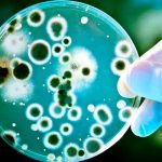 Bacterias del intestino podrían afectar la respuesta inmune al COVID salud