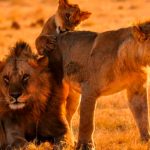 Uganda arresta a cuatro sospechosos por la muerte de seis leones mundo