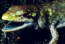 Revelan el secreto genético de los lagartos de sangre verde y tóxica secreto genetico