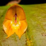 Descubren una rara especie de orquídea gigante en Ecuador ciencia