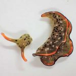 Descubren unas babosas marinas capaces de regenerar su cuerpo entero ciencia