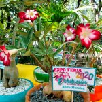 Familias visitan este domingo la expo feria «Rosa del Desierto 2020» nicaragua