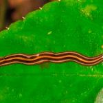 Encuentran gusano depredador que crece hasta 30 cm estados unidos