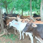 Gremio ganadero de Nicaragua rechazan señalamientos de invasiones nicaragua