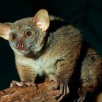 El canto de este mamífero delatan una posible nueva especie en Kenia kenia