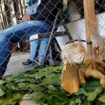Promueven en Nicaragua la conservación del garrobo y la iguana nicaragua