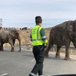 Un elefante muerto y dos heridos al volcar un camión de circo en España elefante muerto