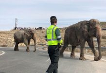 Un elefante muerto y dos heridos al volcar un camión de circo en España elefante muerto