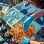 Descubren 30 especies inéditas de invertebrados marinos en Galápagos estudio cientifico