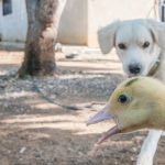 Video: Perro pierde el control y se desmaya al ver unos patos video
