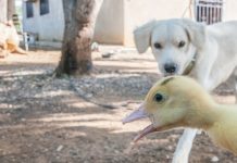 Video: Perro pierde el control y se desmaya al ver unos patos video