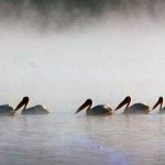 Gripe aviar causó la muerte de 750 pelícanos en Senegal mundo