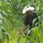 El pueblo de Nicaragua se levanta por su capacidad de producir en paz y seguridad nicaragua