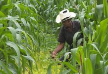 El pueblo de Nicaragua se levanta por su capacidad de producir en paz y seguridad nicaragua