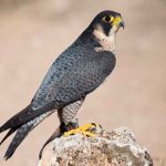 El halcón peregrino aporta evidencias sobre el gen de la migración ciencia