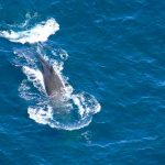 ¿Sabías que los cantos de las ballenas azules predice la migración? canto de ballenas