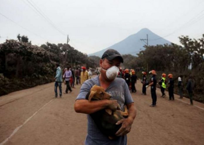 Equipo de Rescate de Animales de Humane Society International