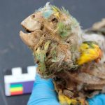 Chile: Descubren antiguas momias de loros en el desierto de Atacama chile